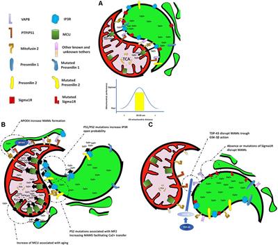 Mitochondria and Calcium Regulation as Basis of Neurodegeneration Associated With Aging